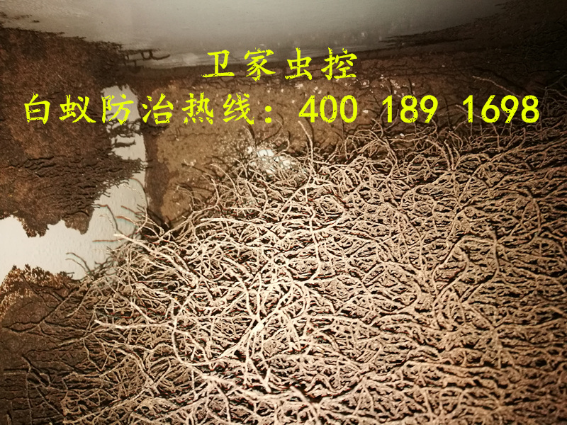 南海桂城灭杀白蚂蚁公司